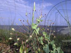 Bellevalia-speciosa_плодоношение